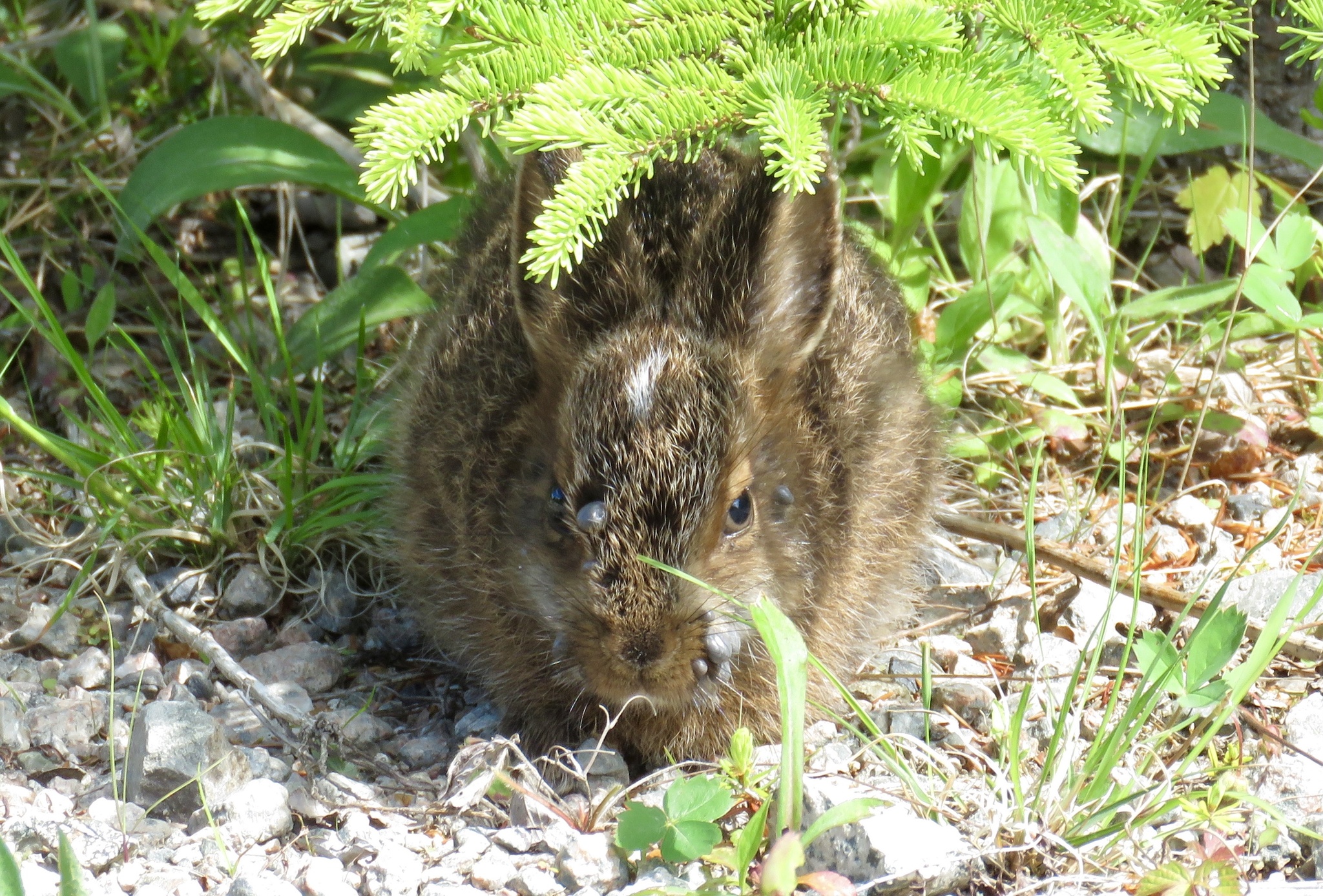 Why Three Cases of Rare ‘Rabbit Fever’ on Long Island Raise Concerns